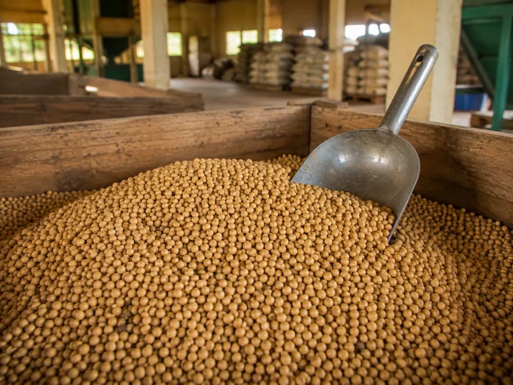 Grains de soja en tas dans une caisse de tri